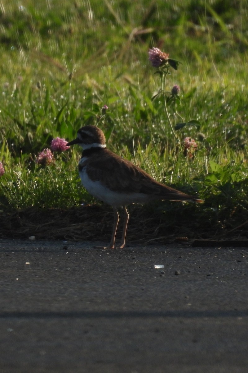 Killdeer - ML602390631