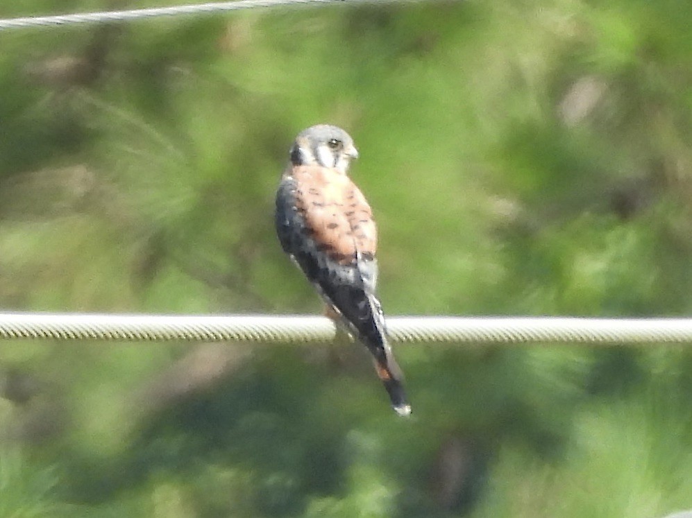 American Kestrel - ML602390721