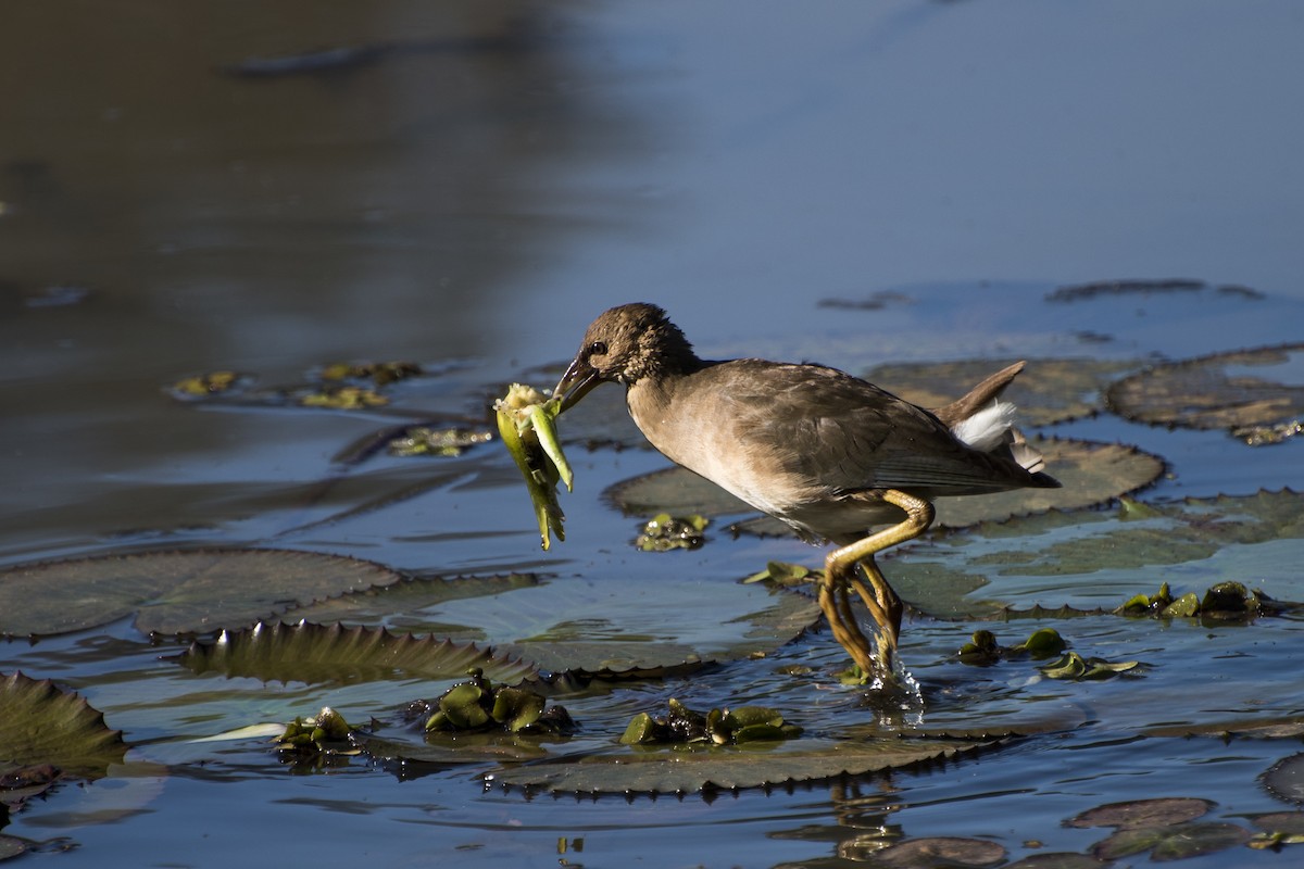 Purple Gallinule - Luiz Carlos Ramassotti