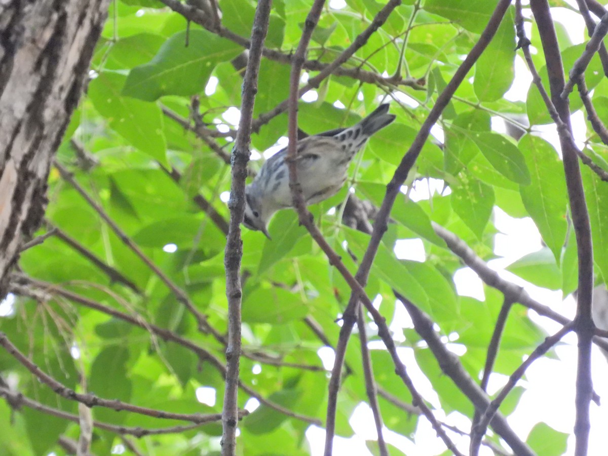 Black-and-white Warbler - Paul & Koni Fank