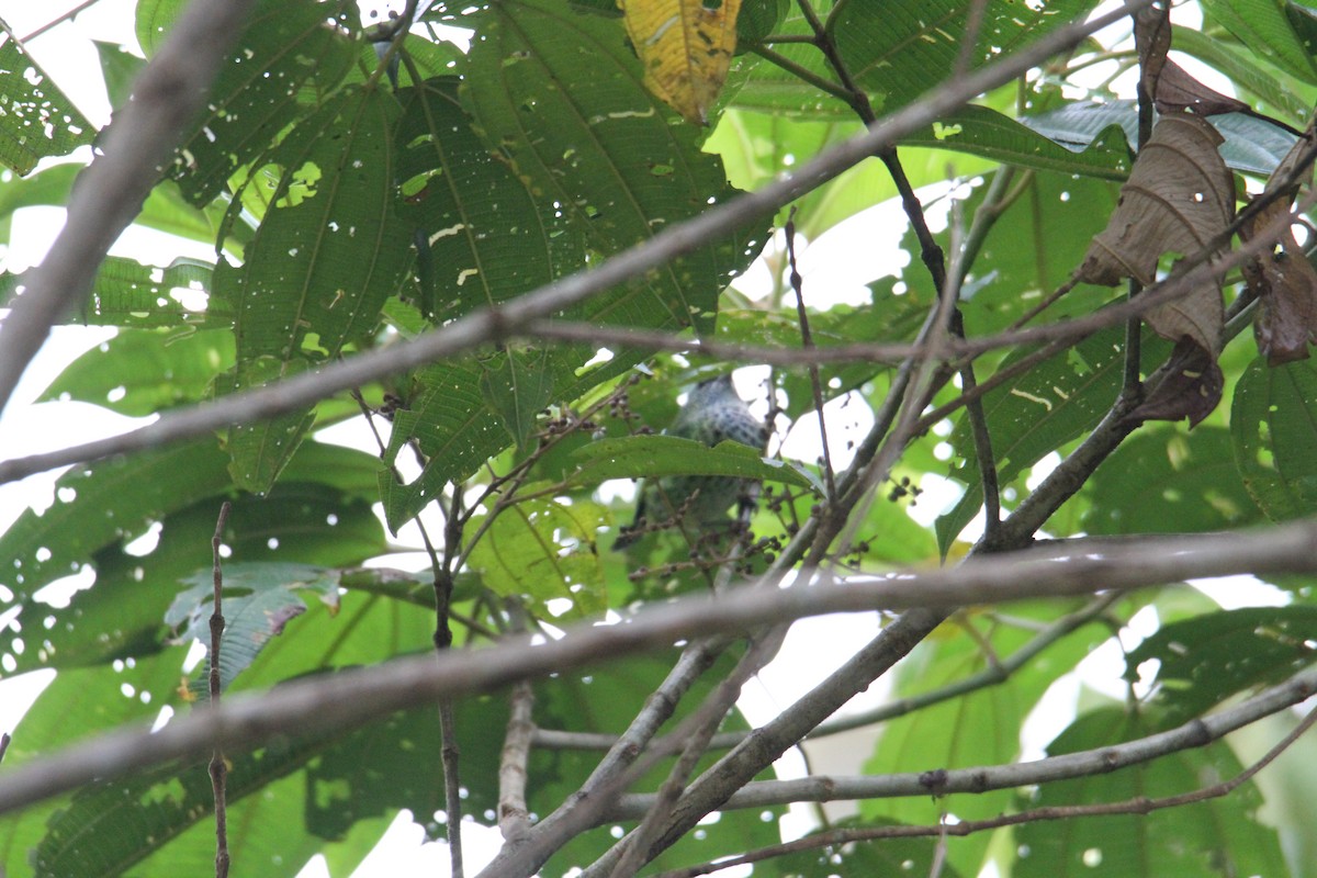 Spotted Tanager - Matt W