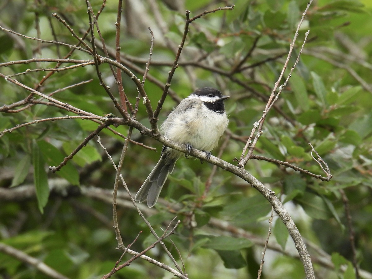 Black-capped Chickadee - ML602392261