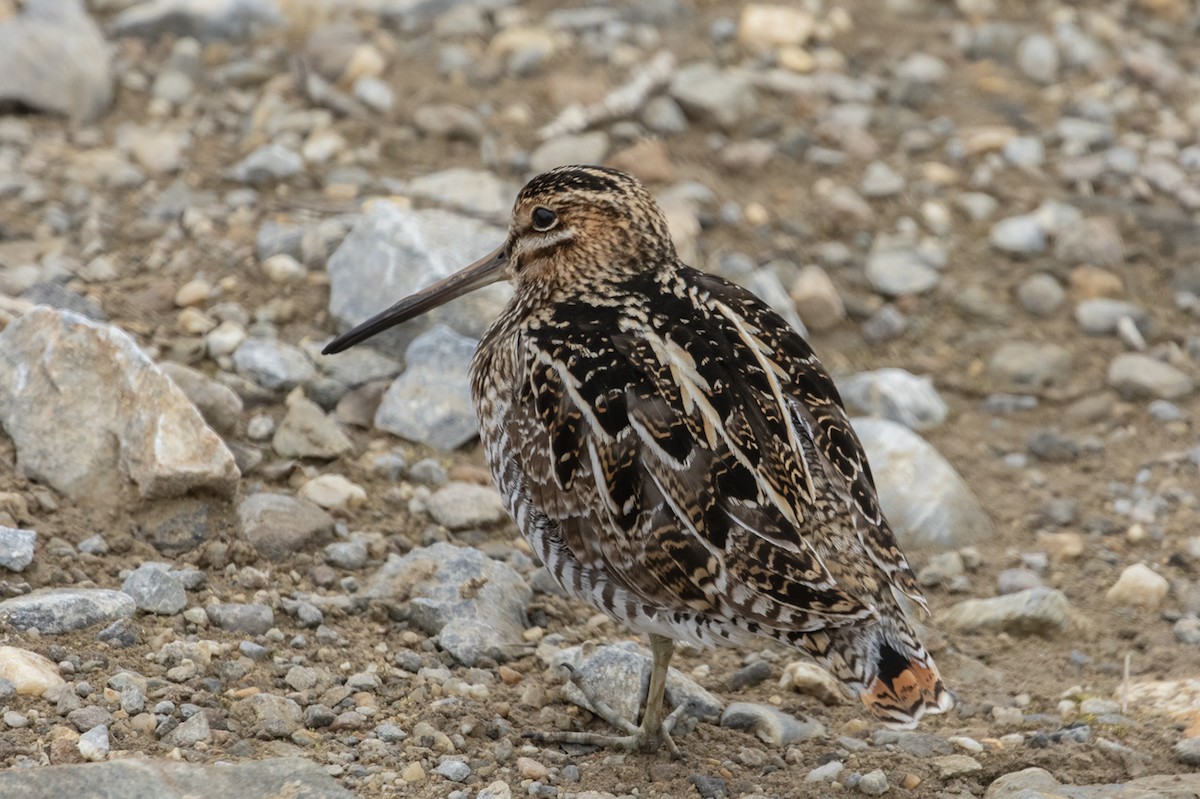 Wilson's Snipe - Michael Todd