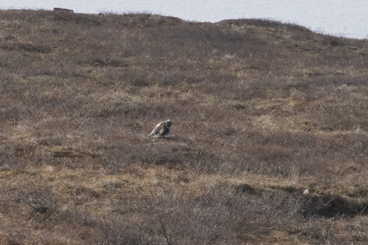 Rough-legged Hawk - ML602393261