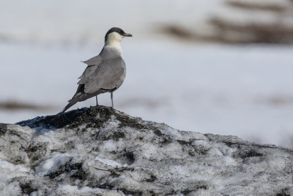 Long-tailed Jaeger - ML602393761