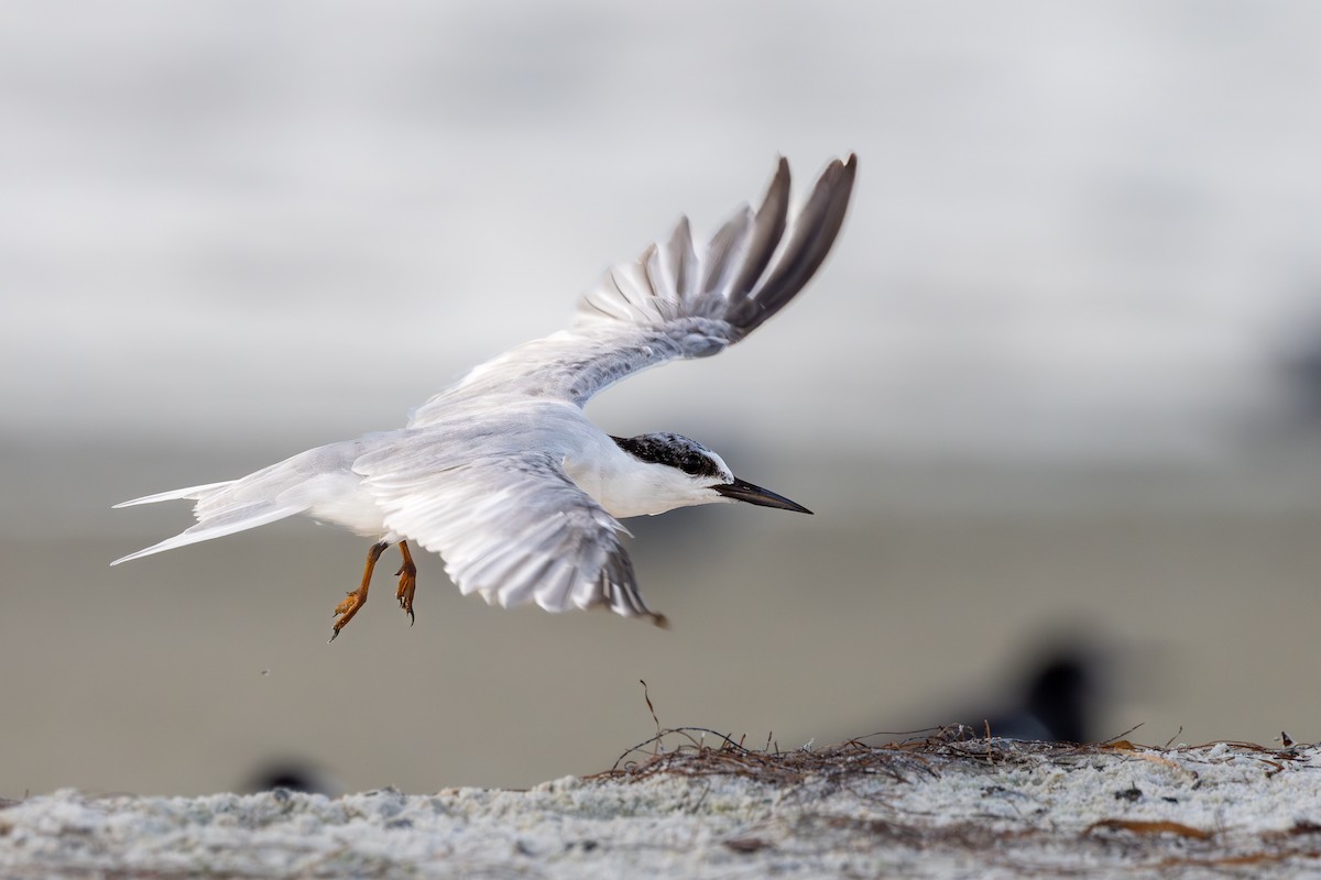 Least Tern - Ron Buening