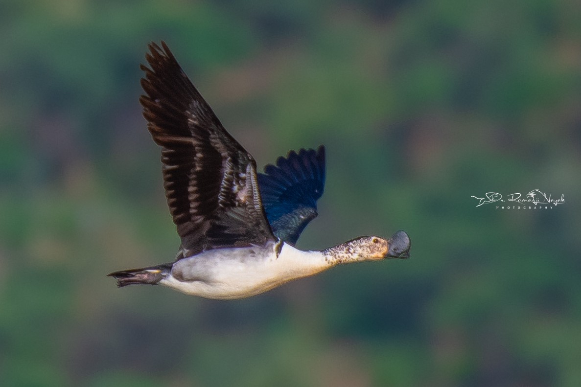 Knob-billed Duck - ML602394911