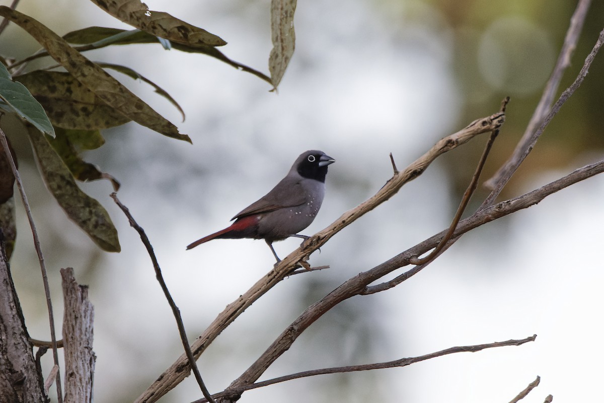 Black-faced Firefinch - ML602395541