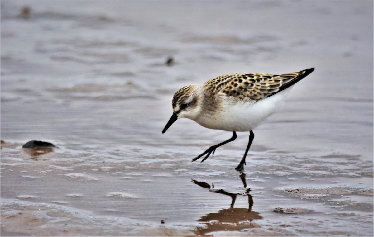 Semipalmated Sandpiper - ML602395721