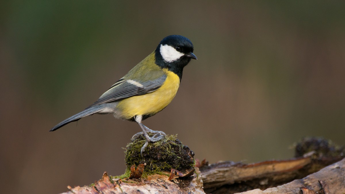 Great Tit - ML602396201