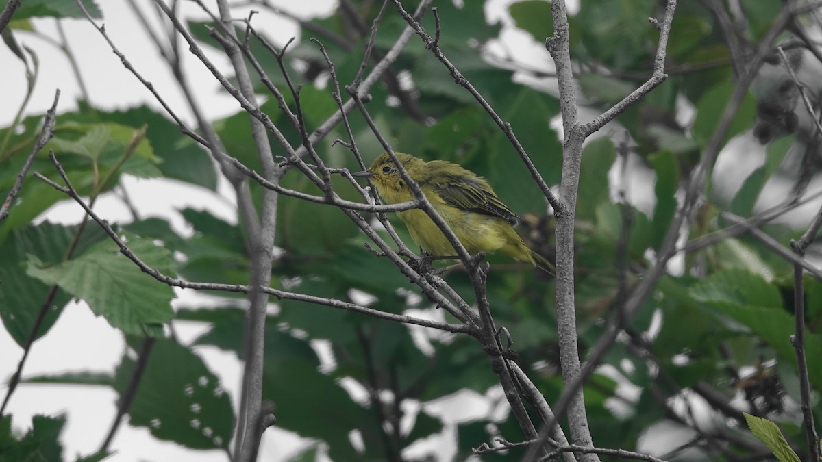 Yellow Warbler - ML602397421