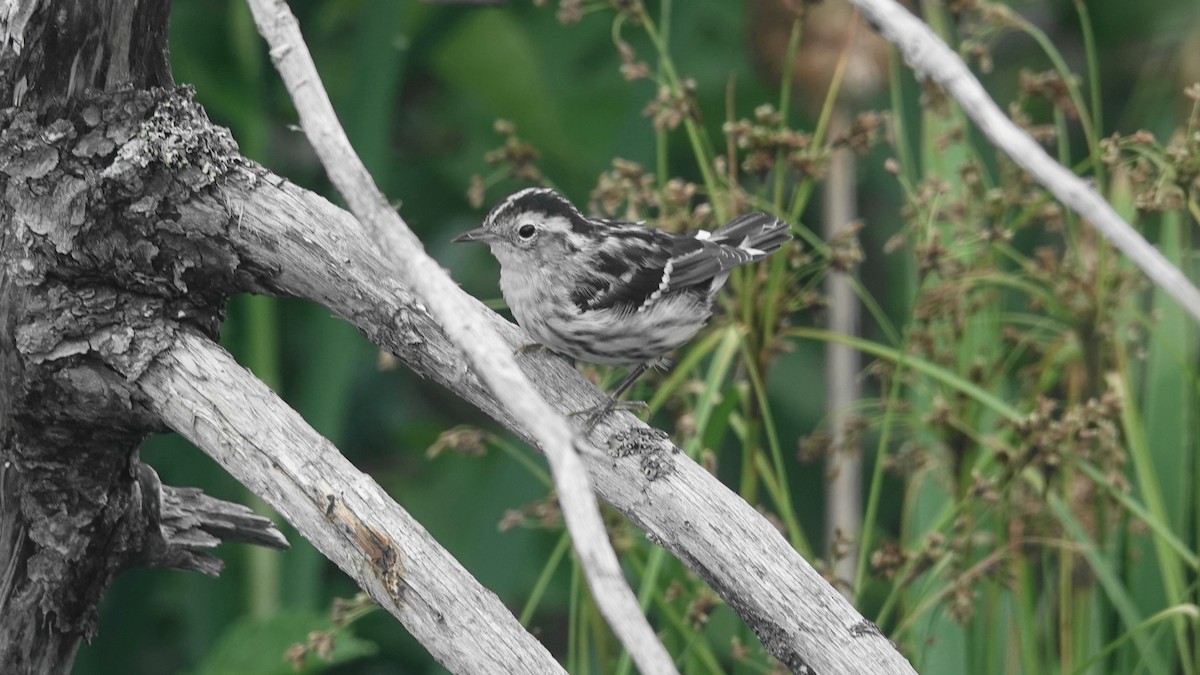 Black-and-white Warbler - ML602397461