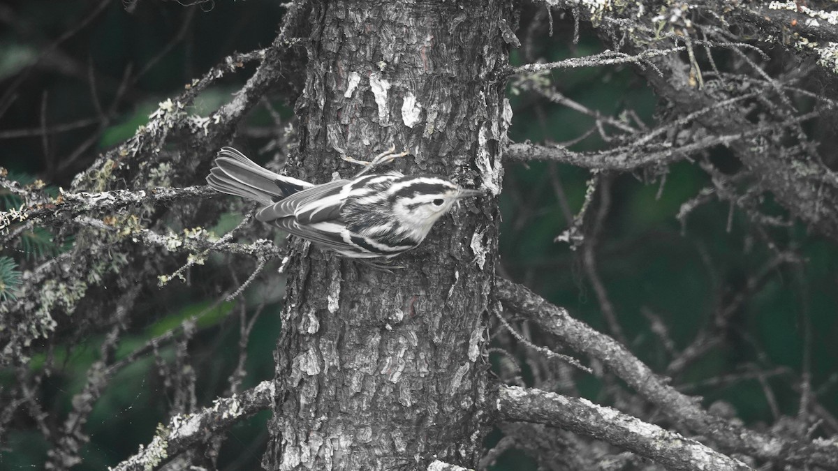 Black-and-white Warbler - ML602397501