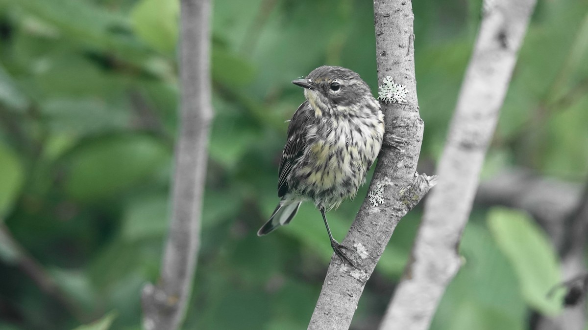 Yellow-rumped Warbler - ML602397551