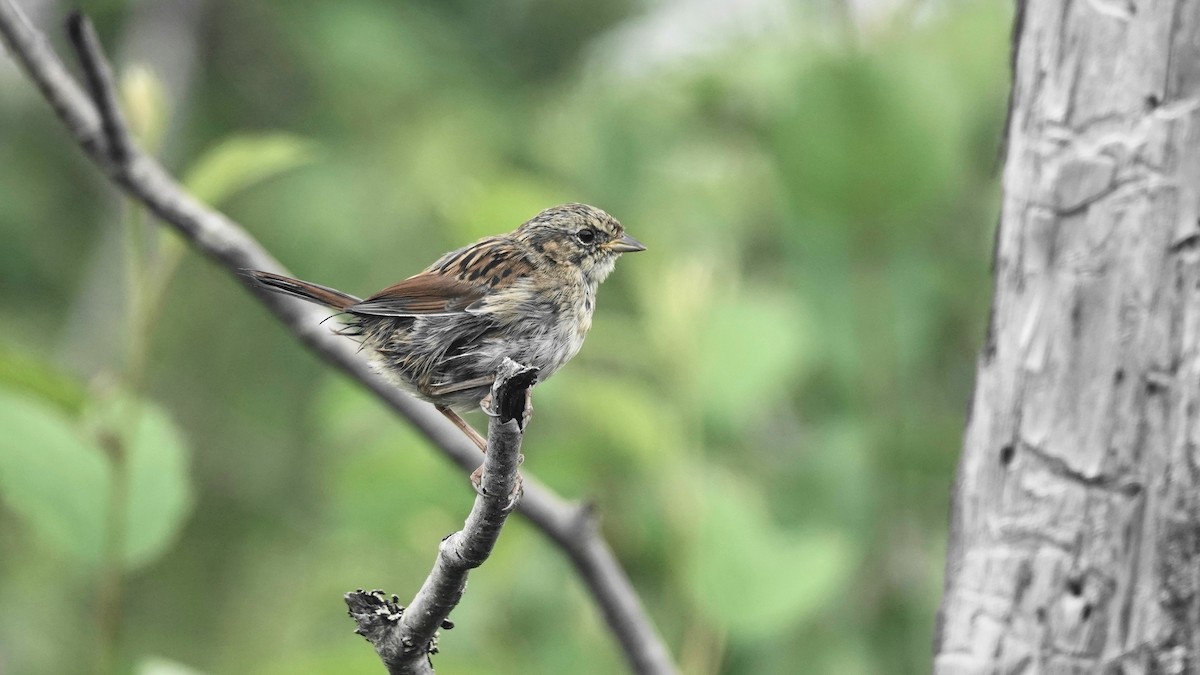 Swamp Sparrow - ML602397601