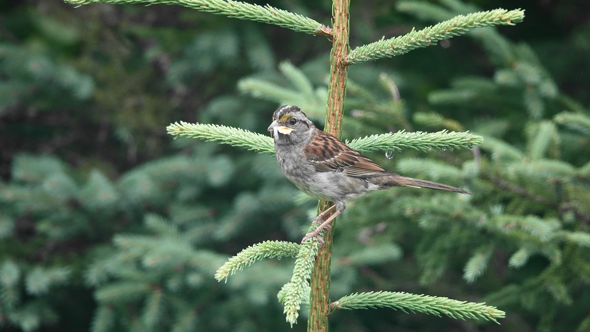 White-throated Sparrow - ML602397621