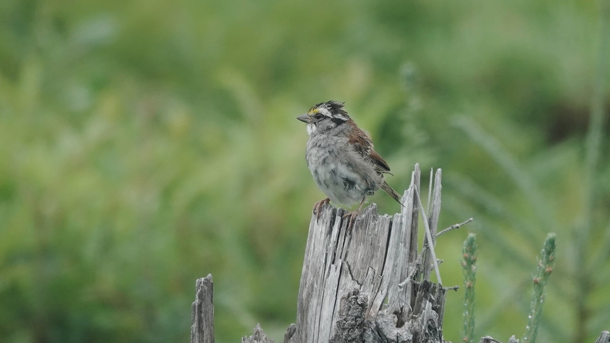 White-throated Sparrow - ML602397661