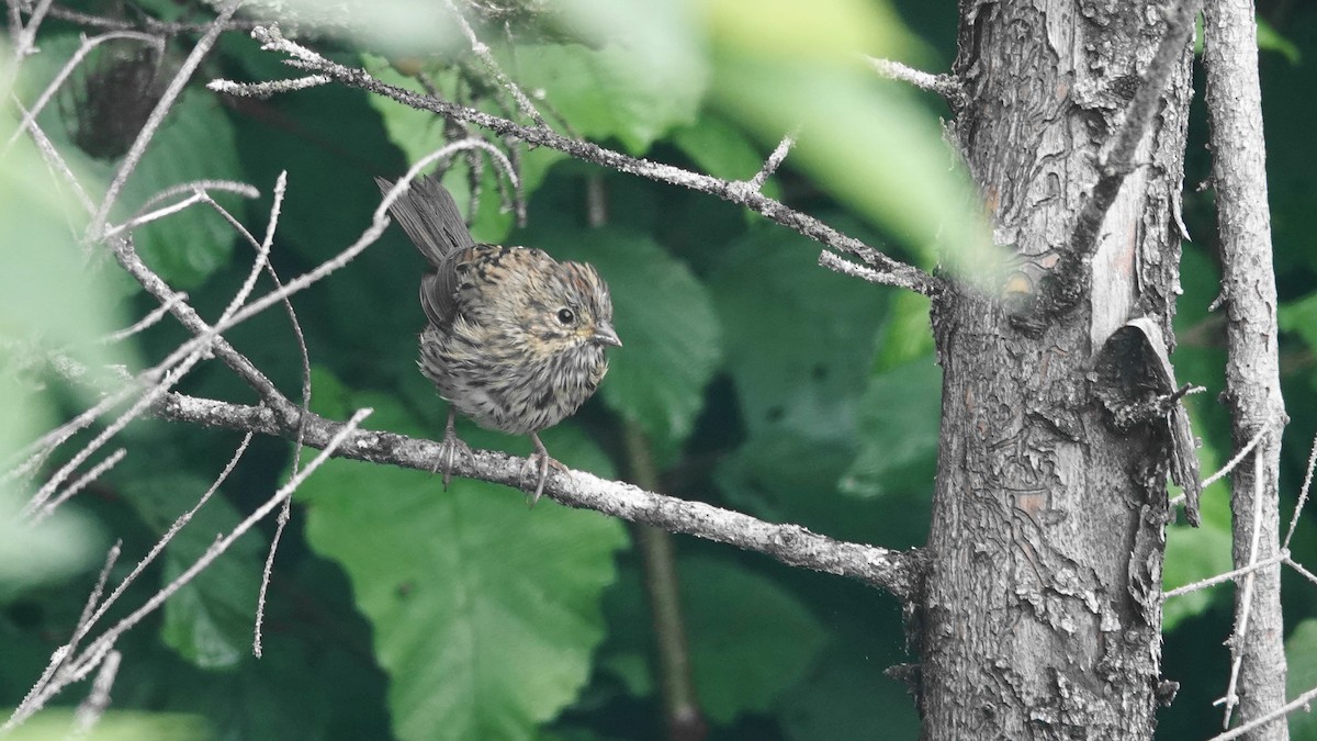 Lincoln's Sparrow - ML602397691