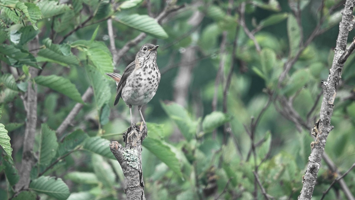 Hermit Thrush - ML602397701
