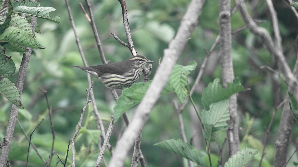 Northern Waterthrush - ML602397741