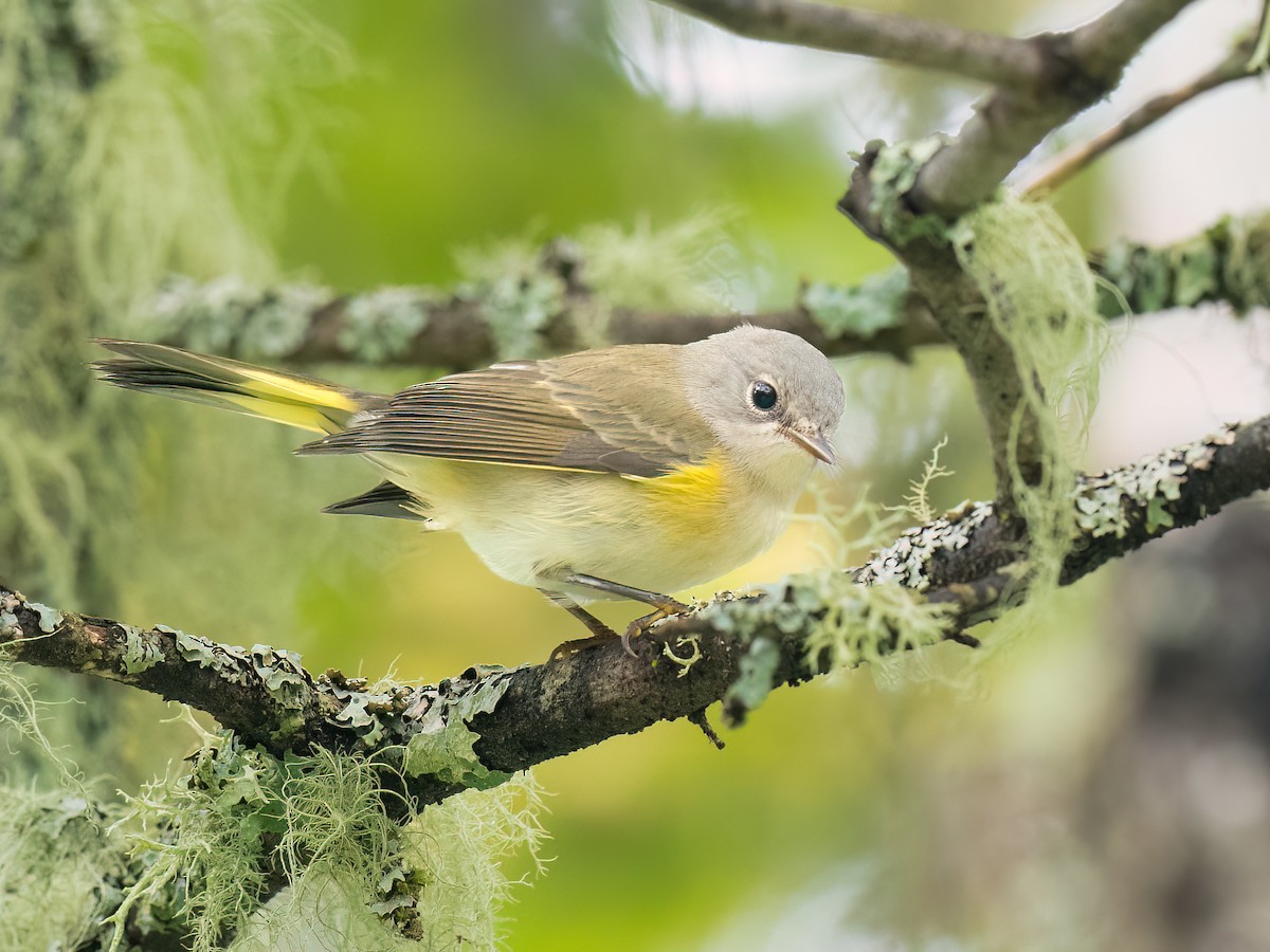 American Redstart - ML602399251