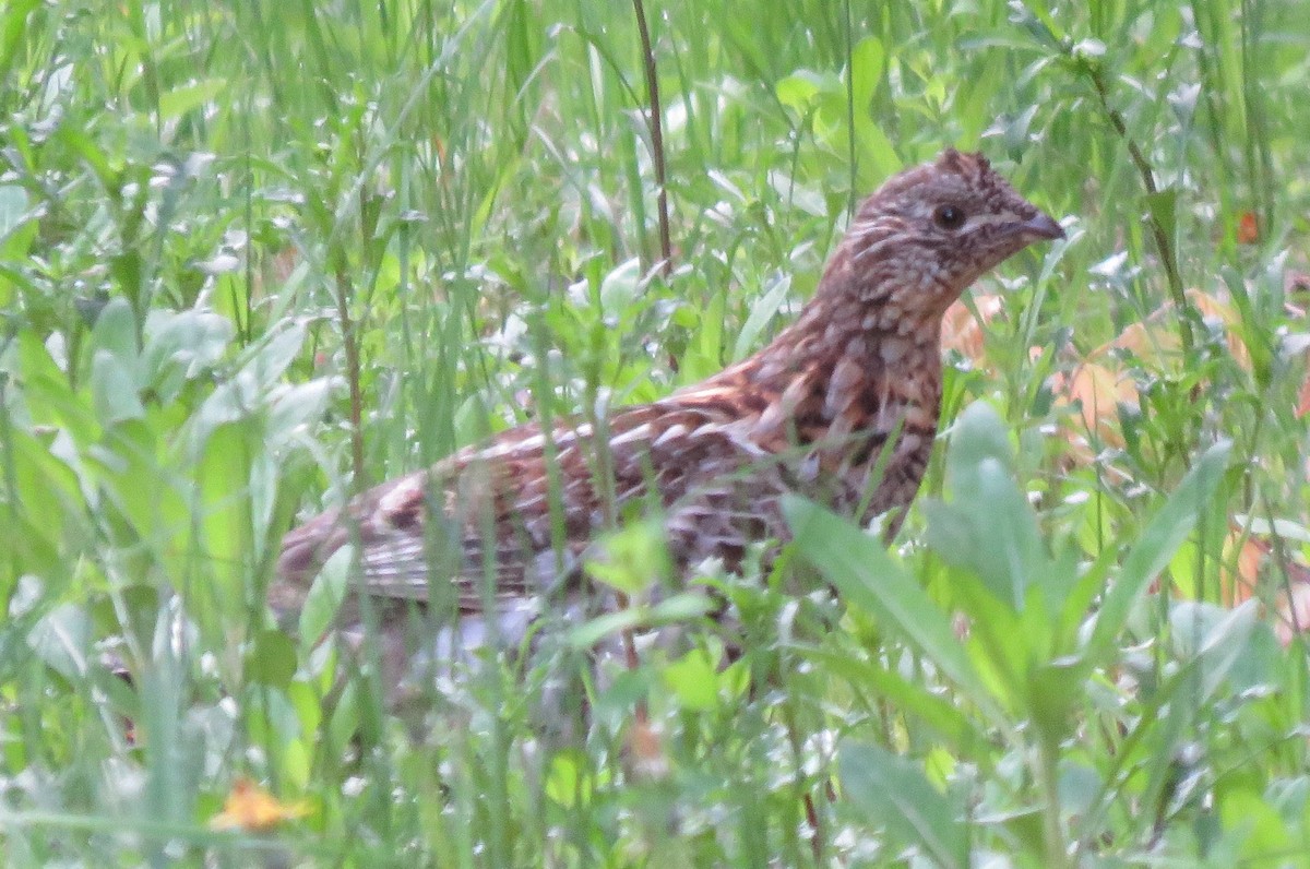 Ruffed Grouse - ML60240201