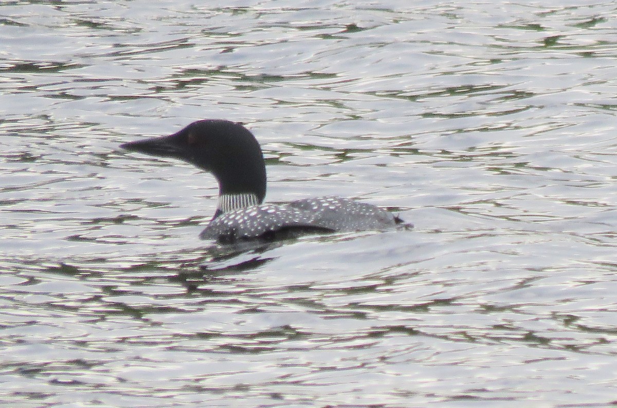 Common Loon - ML60240331