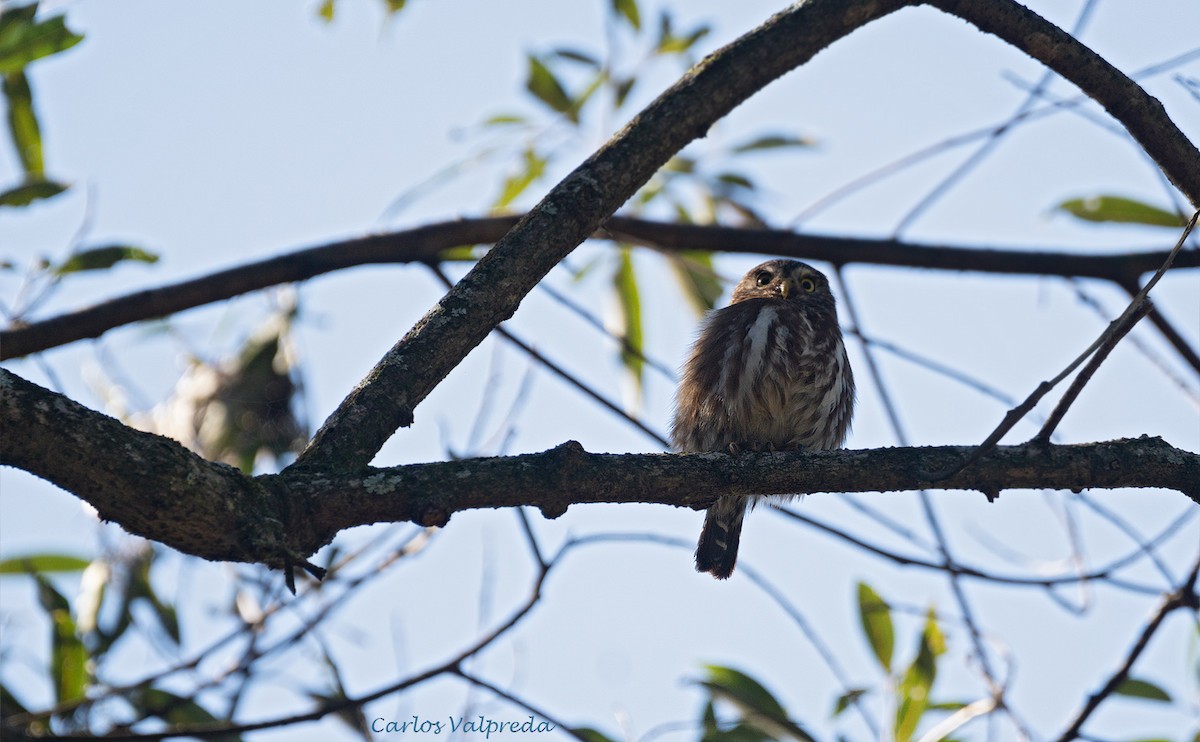 Ferruginous Pygmy-Owl - ML602403311