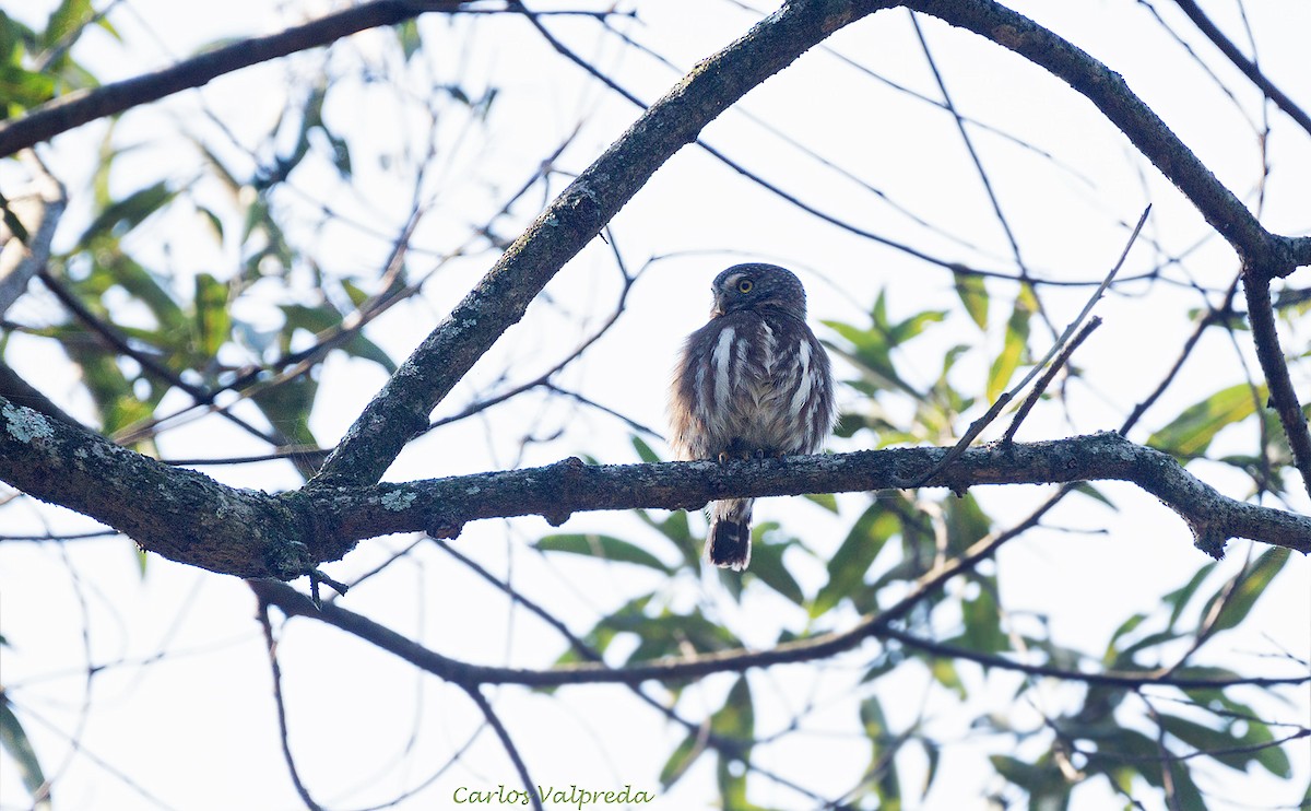 Ferruginous Pygmy-Owl - ML602403321