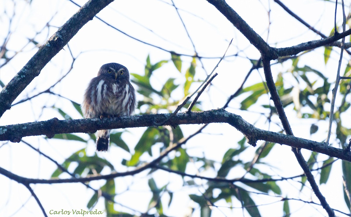 Ferruginous Pygmy-Owl - ML602403361