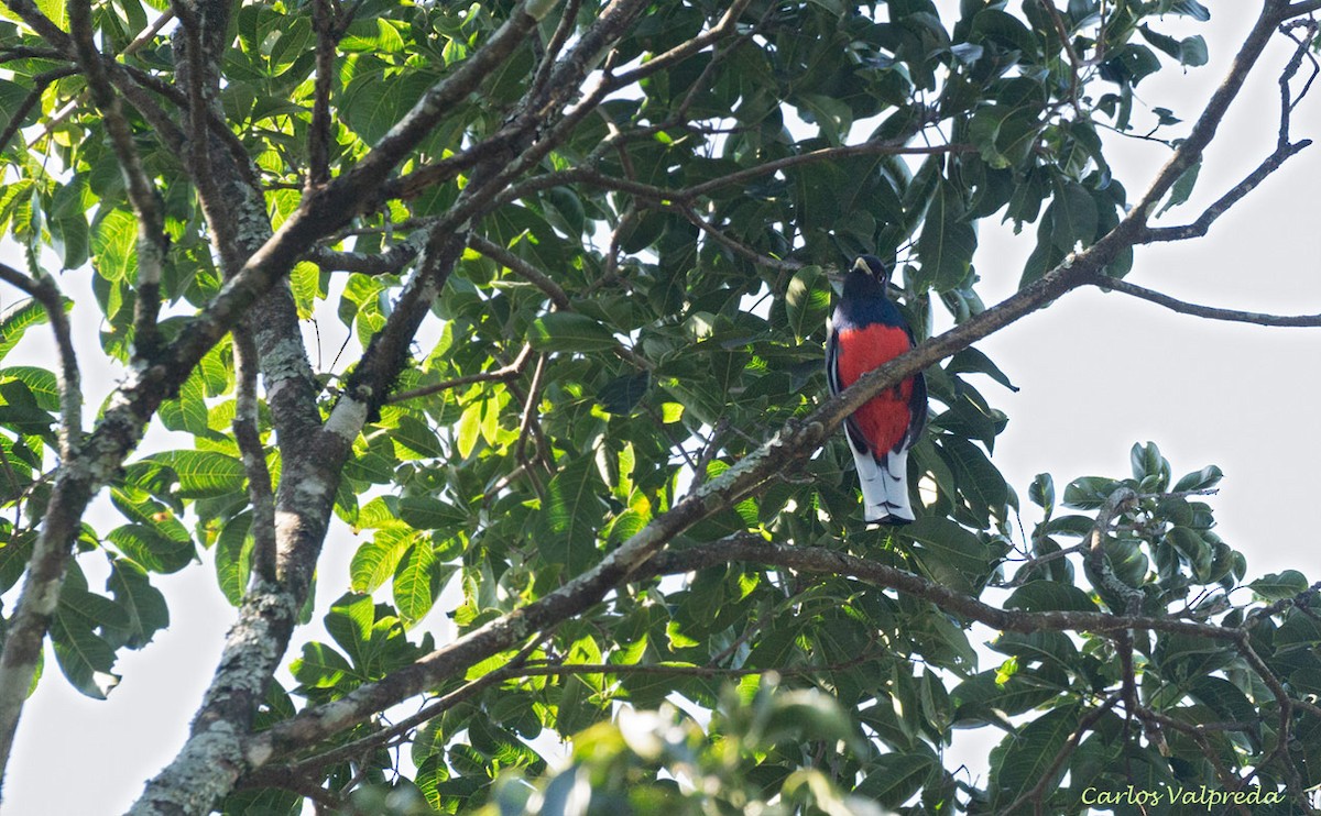 Surucua Trogon - Carlos Valpreda