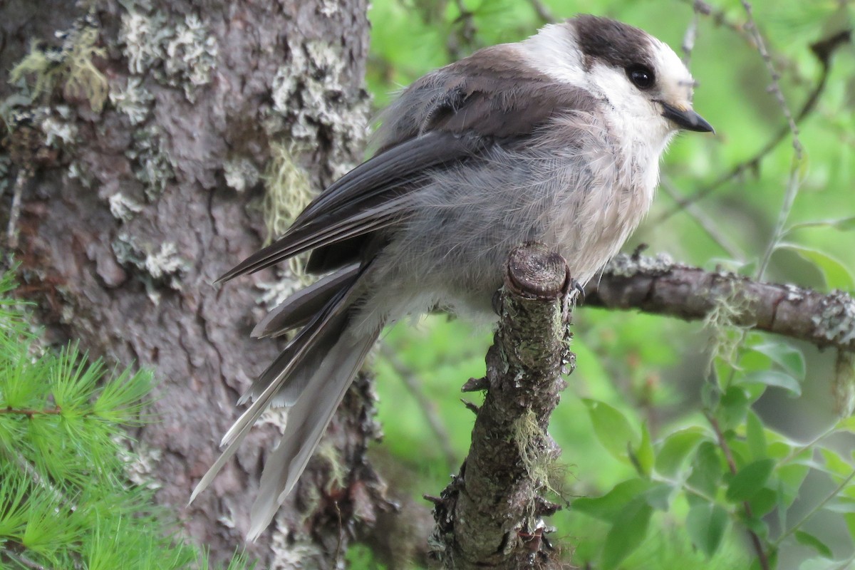 Canada Jay - ML60240351