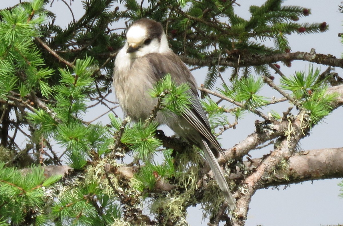 Canada Jay - ML60240361