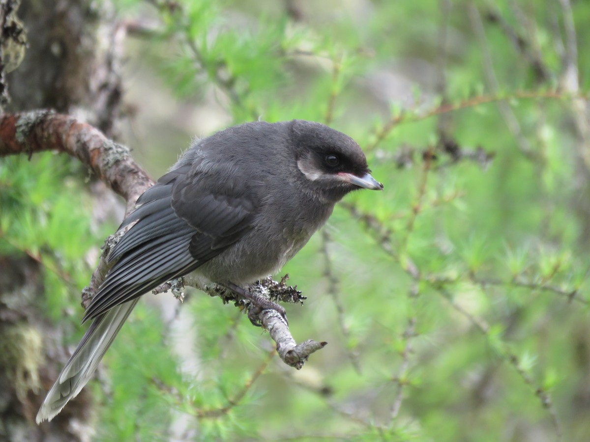 Canada Jay - ML60240391