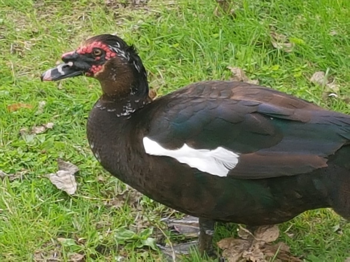 Muscovy Duck (Domestic type) - ML602404461