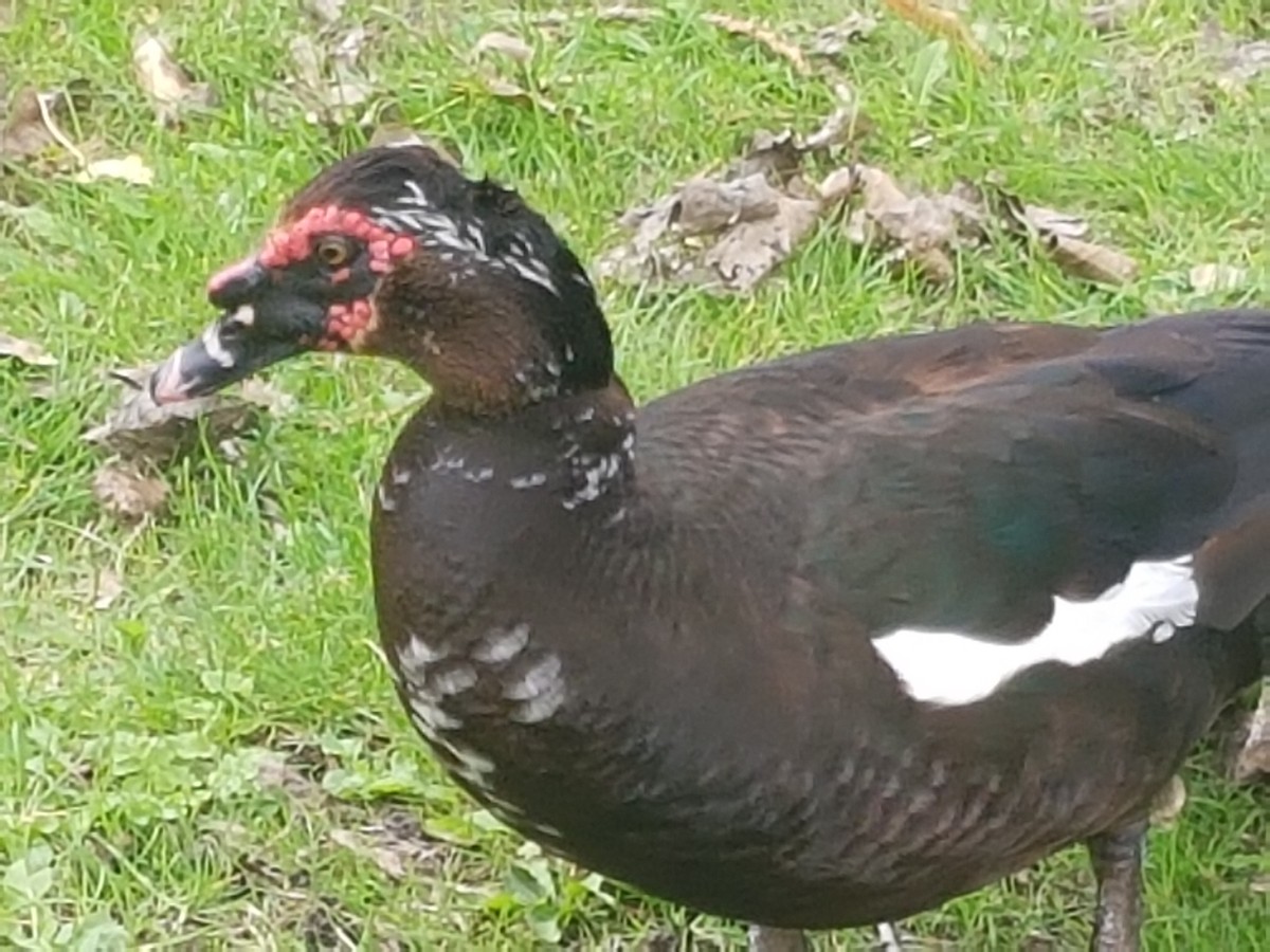 Muscovy Duck (Domestic type) - ML602404571