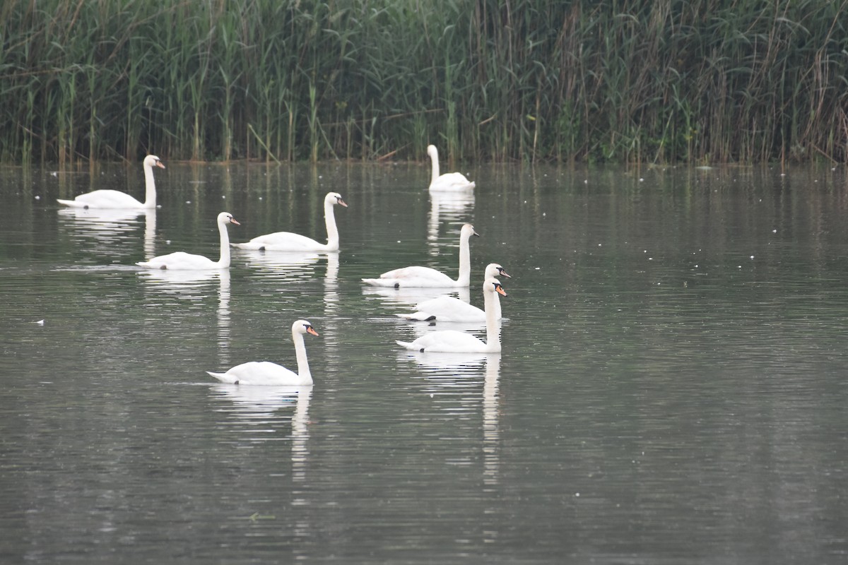 Cygne tuberculé - ML602405351