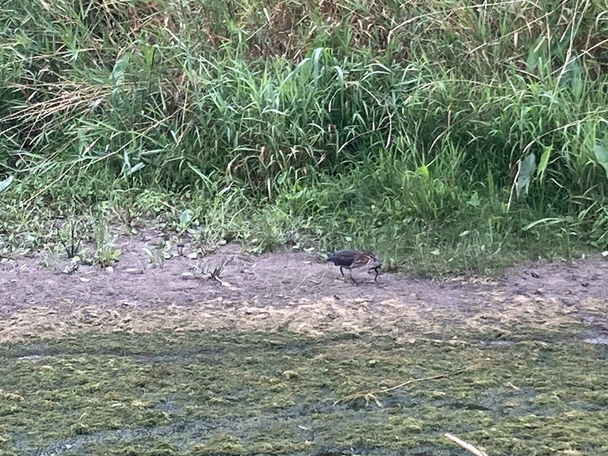 Green Heron - ML602405431