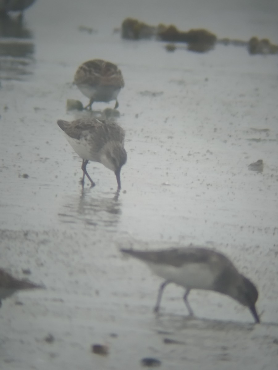 Semipalmated Sandpiper - Gianco Angelozzi-Blanco