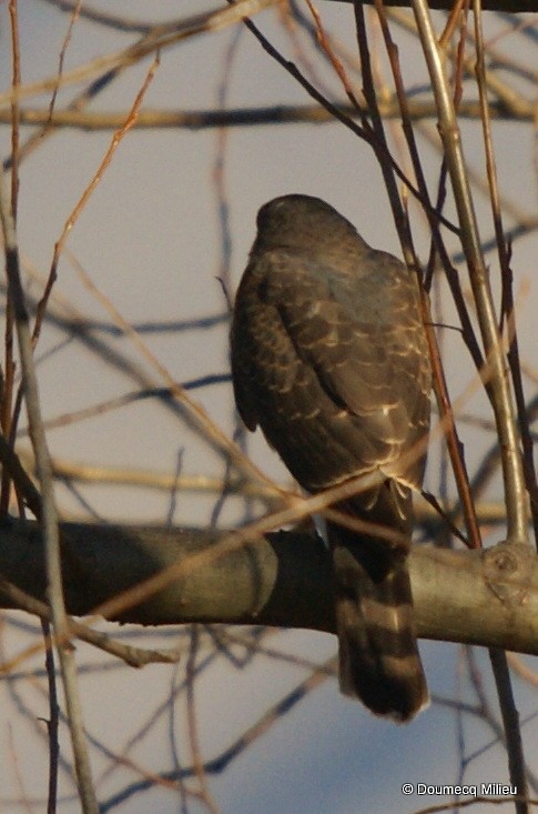 Sharp-shinned Hawk - ML60240591