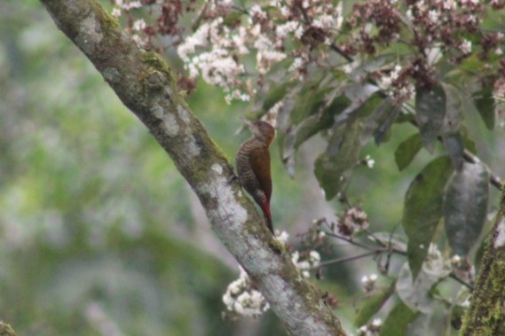 Red-rumped Woodpecker - ML602406401