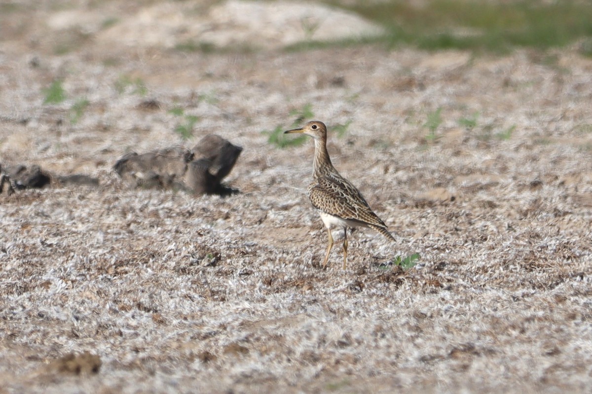 Upland Sandpiper - Vincent O'Brien