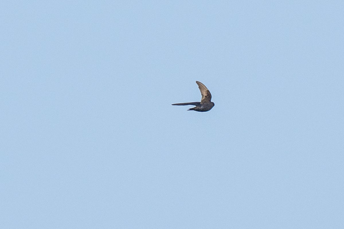 Purple Martin - ML602408631