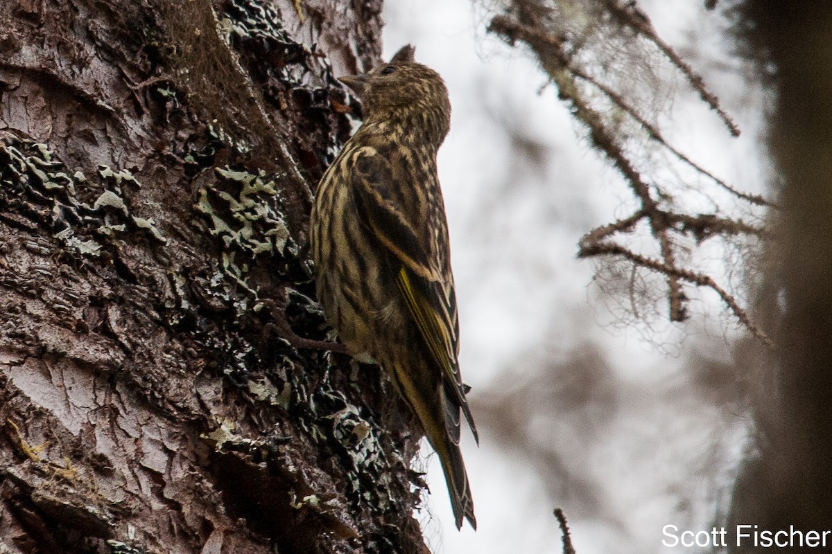 Pine Siskin - ML60240891