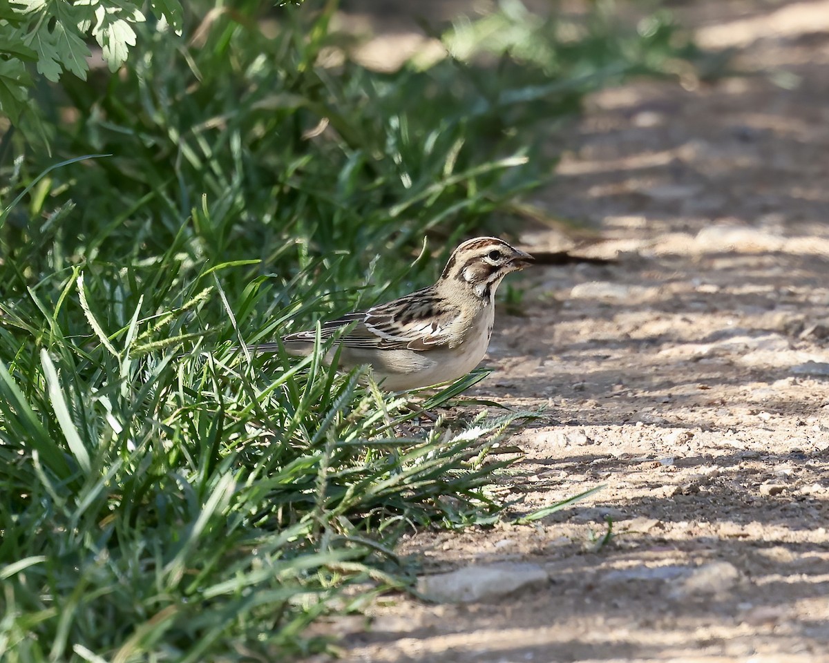 Lark Sparrow - ML602408991
