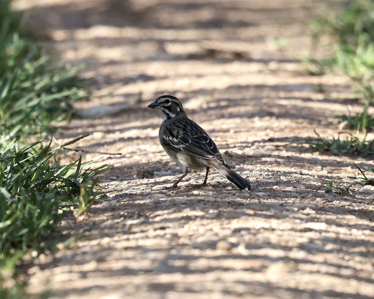 Lark Sparrow - ML602409001