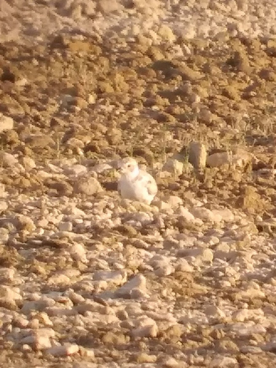 Piping Plover - ML602409321