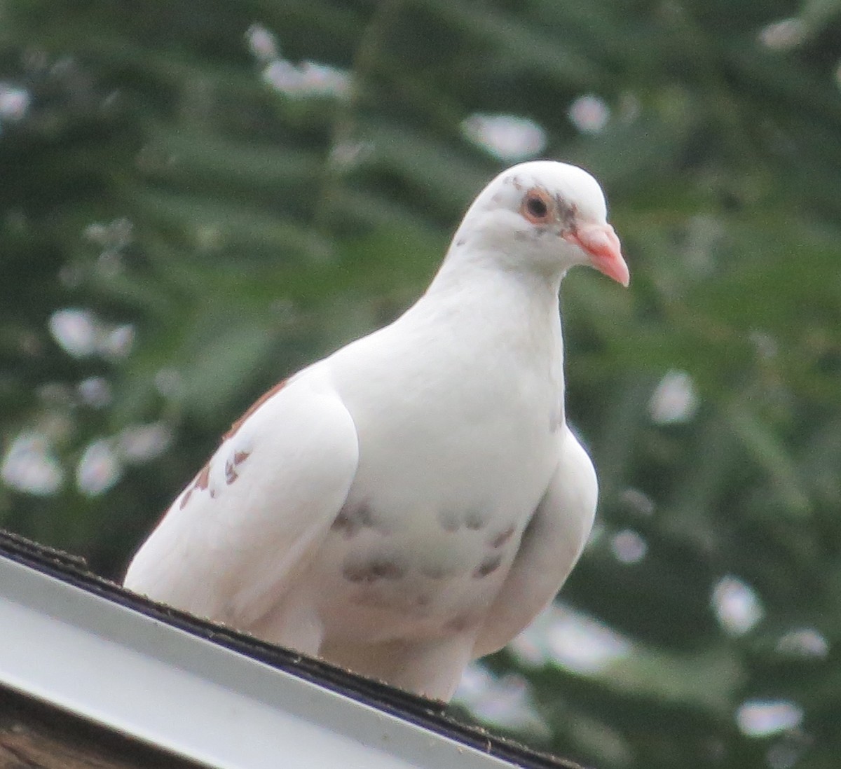 Rock Pigeon (Feral Pigeon) - ML602409621