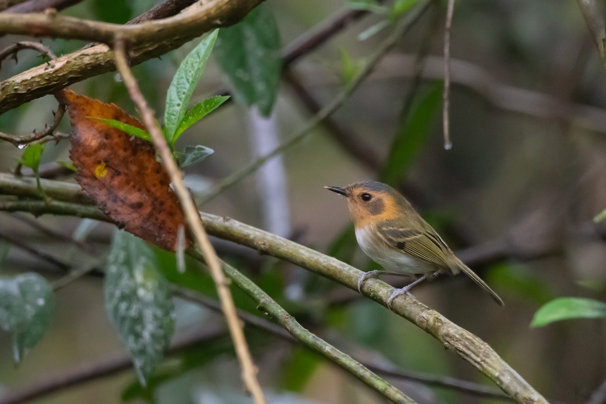 Ochre-faced Tody-Flycatcher - ML602411131