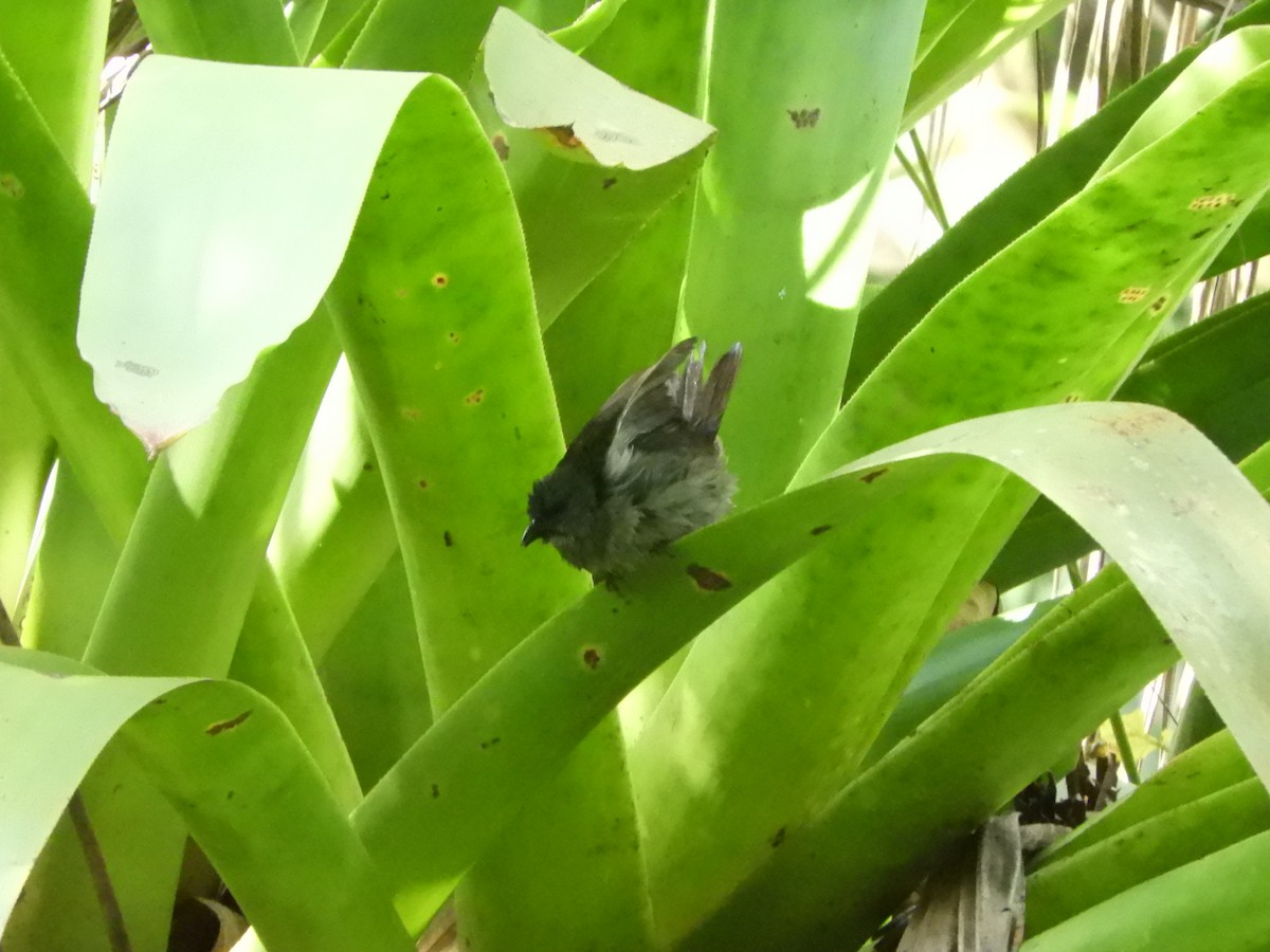 Black-faced Grassquit - ML602411161